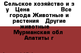 Сельское хозяйство и з/у › Цена ­ 2 500 000 - Все города Животные и растения » Другие животные   . Мурманская обл.,Апатиты г.